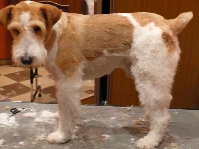 Wyczesany, stojący terier krótkowłosy o brązowo-białym umaszczeniu po strzyżeniu, z widocznymi resztkami sierści na stole i nożyczkami w tle.